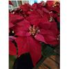Image 2 : Large Artificial Poinsettias x2