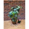 Image 1 : Medium Silk Fiddle-Leaf Fig Tree & Small Artificial Bonsai Tree