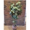Image 1 : Large Silk Australian Umbrella Tree with Ornate Pot