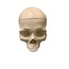 Image 1 : Django Calvin (Leonardo DiCaprio) Skull Movie Props