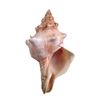Image 2 : Tulip Fever Jan Van Loos (Dane DeHaan) Seashell Movie Props