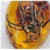 Image 2 : A Very large hornet encapsulated in an amber coloured resin.  5 cms.