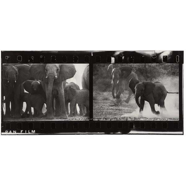 Peter Beard  Elephant Herd at Buffalo Springs, 1960.