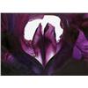 Image 1 : Eva Cellini Vulva iris, 2004