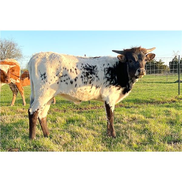 HELM Impressive Nova 181