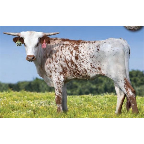 RJF Cha-Ching Lucky- Tag 044