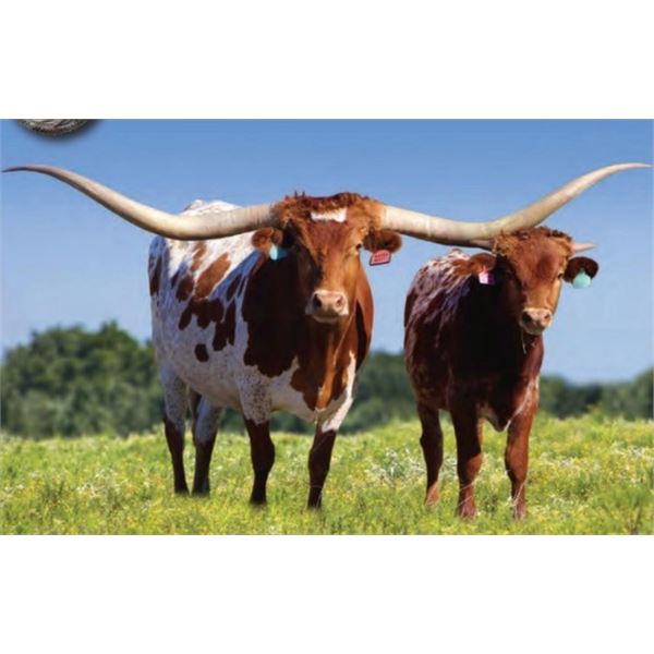 Hidden Asset Embryos