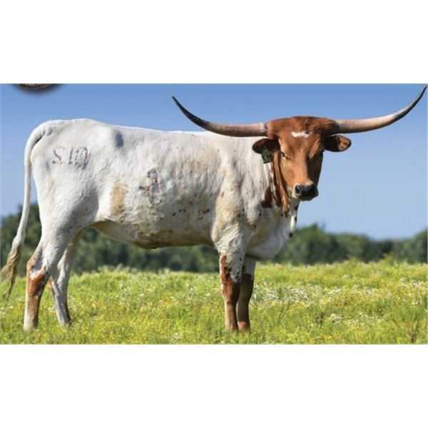 SUB LOT - RJF Star Gazer