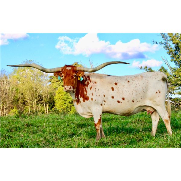 HL Rio's Lady Rangerette