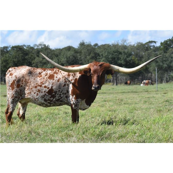 TCC Designing Lady TAG 702