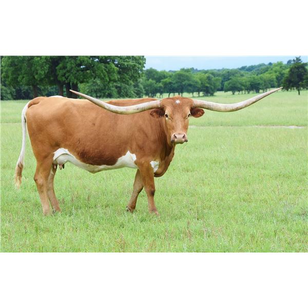 TBILL'S STAR WARRIOR