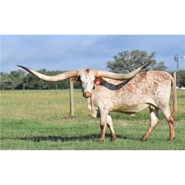 LTL SHEZA OUTSIDE KAT