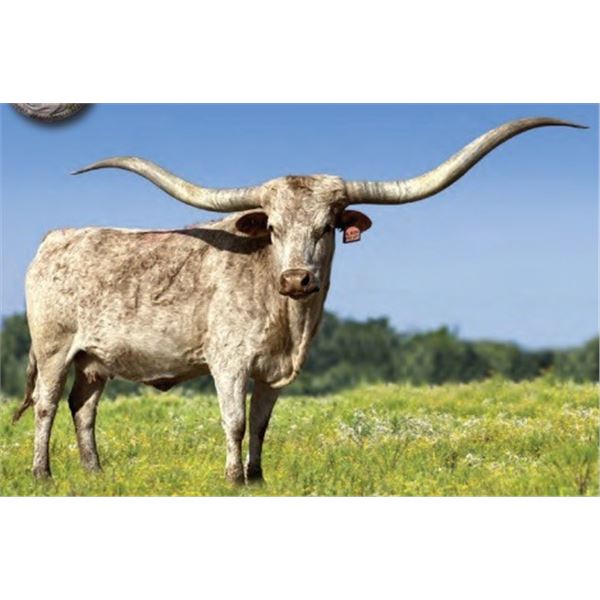 HL Rio's Shining Suzy