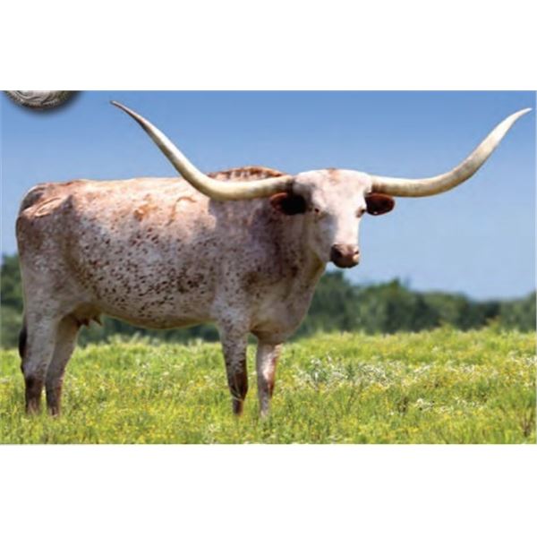 SH VALIANT RESPECT 76/3