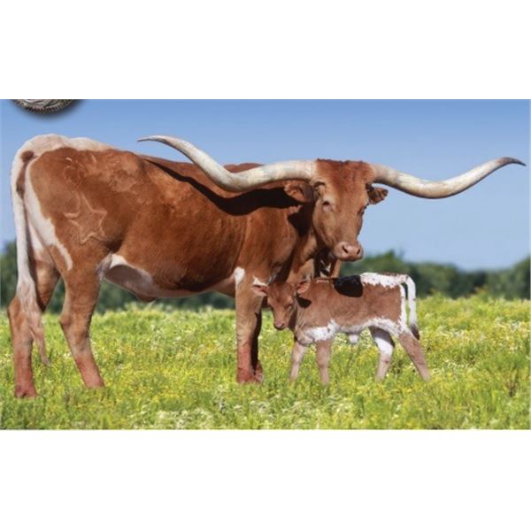 SUB LOT - Star For The Seasons