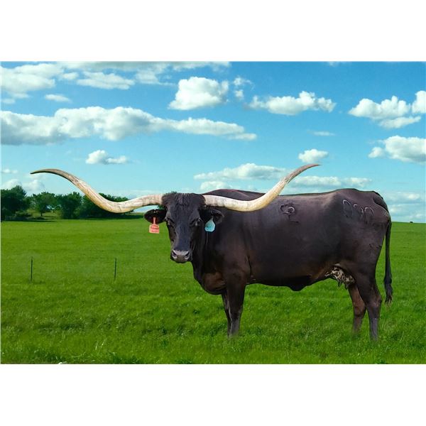 Midnight Cowgirl CPL