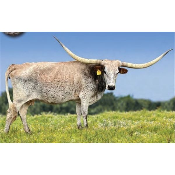 HCL Touch of Caliber PAT