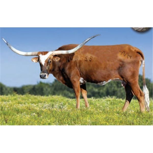 M Arrow Feisty Kelly