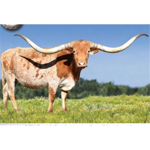 RRR Miss Smooth Sara 441