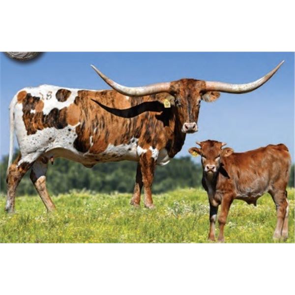 SR Clout’s Emily 860