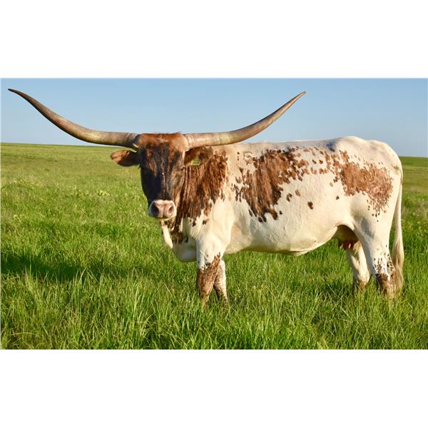 GLR CASANOVA'S MAXIM