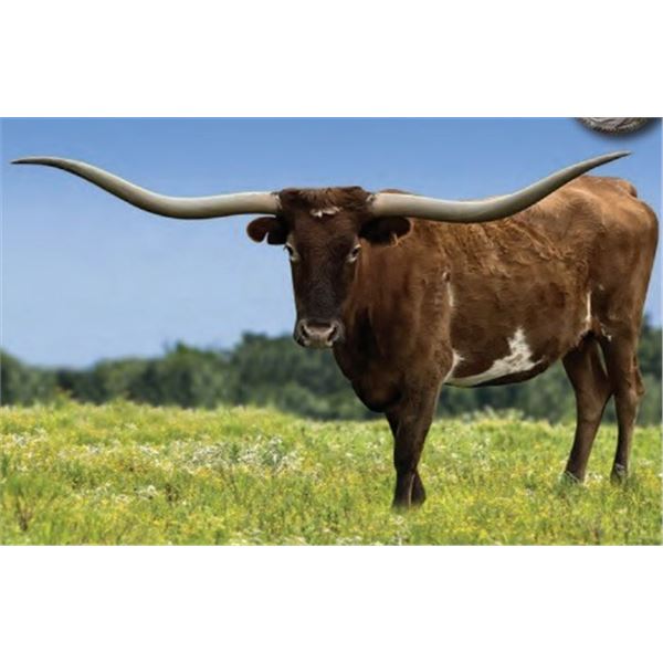 M ARROW HONKEY TONK GIRL