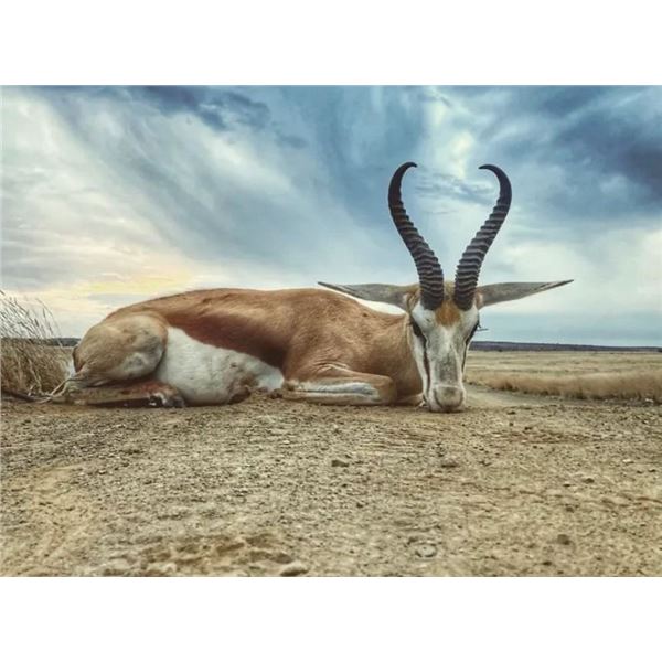 Springbuck Slam - Vos & Co. Safaris