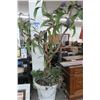 Image 1 : Large Potted Mango Silk Tree