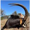 Image 1 : South Africa: 10 Day Plains Game Hunt for 4 Hunters / Includes a $1,500 Trophy Fee Credit Per Hunter
