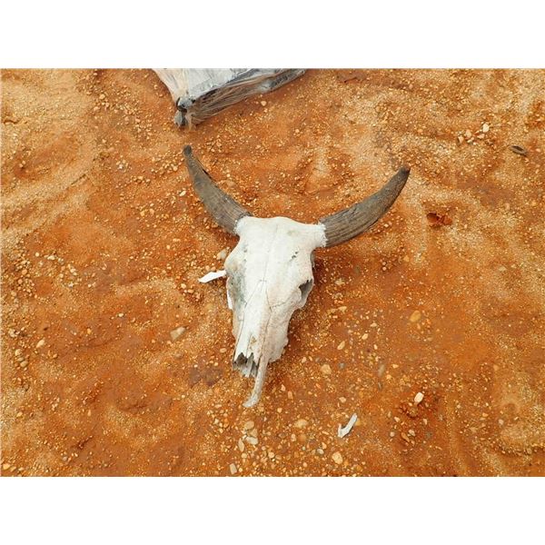 COW SKULL
