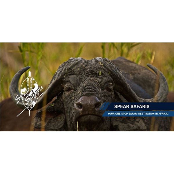 Cape Buffalo