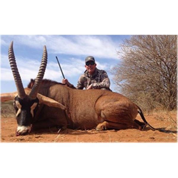 Bull Roan Antelope hunt South Africa