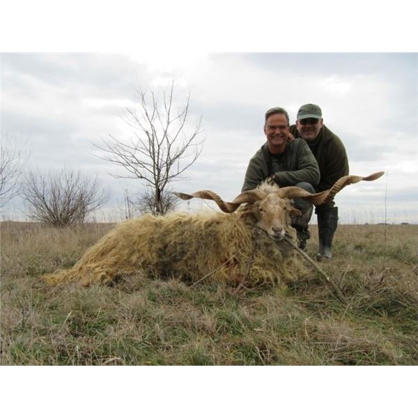 Racka Sheep and 5 Roe Deer in Serbia