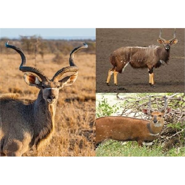 2 Kudu, 1 Nyala, 1 Bushbuck