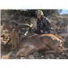 Image 1 : New Mexico Barbary Sheep (Aoudad) Archery or Rifle