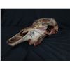 Image 2 : Painted Animal Skull w/ Teeth & Tribal Design 19"L