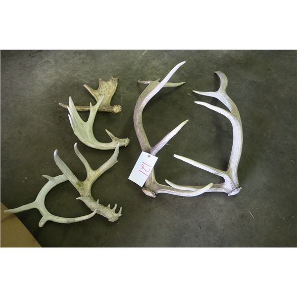 Lot of 6 Shed Antlers - Deer & Elk