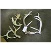 Image 1 : Lot of 6 Shed Antlers - Deer & Elk