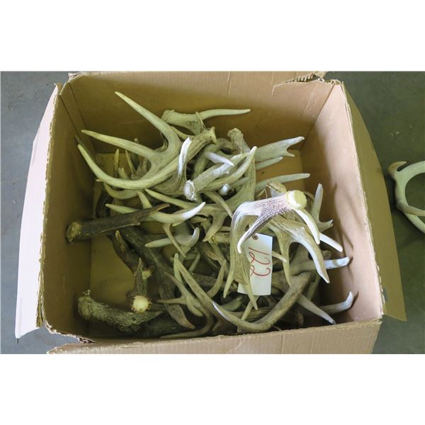 Box of Shed Deer Antlers