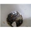 Image 4 : Bucket of Screws