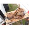 Image 3 : 3 Ton chain hoist