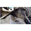 Image 2 : Large Black/Silver Tarp