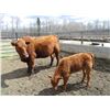 Image 10 : 21G Cow / Calf  Pair- Red Angus Heifer + 13K Calf