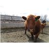 Image 11 : 21G Cow / Calf  Pair- Red Angus Heifer + 13K Calf