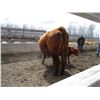 Image 12 : 21G Cow / Calf  Pair- Red Angus Heifer + 13K Calf