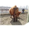 Image 13 : 21G Cow / Calf  Pair- Red Angus Heifer + 13K Calf