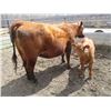 Image 14 : 21G Cow / Calf  Pair- Red Angus Heifer + 13K Calf