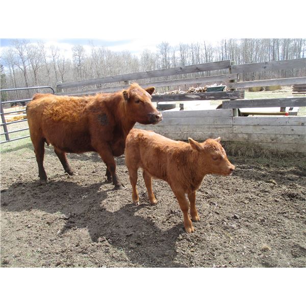 21G Cow / Calf  Pair- Red Angus Heifer + 13K Calf