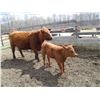 Image 1 : 21G Cow / Calf  Pair- Red Angus Heifer + 13K Calf