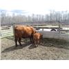 Image 2 : 21G Cow / Calf  Pair- Red Angus Heifer + 13K Calf